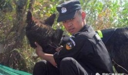 最新追捕爆料,神秘逃犯落网幕后真相曝光