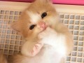 猫萌的最新爆料,最新爆料带你走进神秘猫界