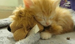 猫萌的最新爆料,最新爆料带你走进神秘猫界